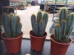 Cactus Pilocereus Azureus fraai blauw soort in de 17 cm pot., Cactus, Minder dan 100 cm, Ophalen of Verzenden, In pot
