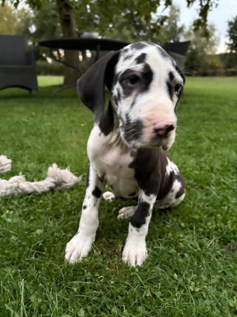 Prachtige Duitse Dog-puppy’s met chip en paspoort, Dieren en Toebehoren, Honden | Beagles, Bassets en Lopende honden, Meerdere dieren