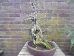 bonsai Engelse veldiep, Ulmus procera, Tuin en Terras, Planten | Bomen, In pot, Minder dan 100 cm, Overige soorten, Volle zon