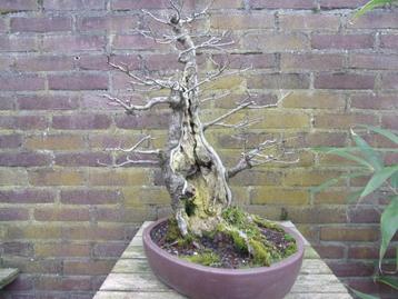 bonsai Engelse veldiep, Ulmus procera 