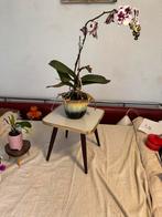 Plantentafeltje,fifties,sixties,Rockabilly,vintage, Minder dan 45 cm, Minder dan 55 cm, Gebruikt, Fifties, sixties, Rockabilly