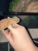Gargoyle gekko vrouw, Dieren en Toebehoren, Hagedis
