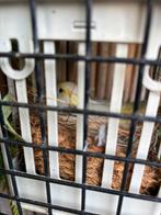 gezocht bevruchte kanarie eitjes, Dieren en Toebehoren, Meerdere dieren, Kleurkanarie