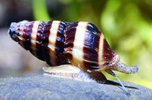 Slak etende slak - Anatome Helena - Helena slak, Dieren en Toebehoren, Vissen | Aquariumvissen, Zoetwatervis, Vis