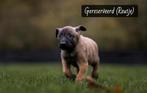 Hollandse Herder x Mechelse Herder pups, Dieren en Toebehoren, 8 tot 15 weken, CDV (hondenziekte), Meerdere, Meerdere dieren