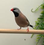 Tropische vogels te koop, Dieren en Toebehoren, Vogels | Overige Vogels, Meerdere dieren, Tropenvogel, Geringd