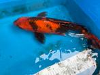 50 cm koi, Dieren en Toebehoren, Vissen | Vijvervissen, Karper of Koi