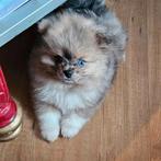 Mooie pomeriaan pups., Dieren en Toebehoren, Honden | Poolhonden, Keeshonden en Oertypen, 8 tot 15 weken, Meerdere, Meerdere dieren