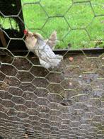 Silverudd blå wit, groenleggers toom 2x hen, 1x haan, Dieren en Toebehoren, Pluimvee, Meerdere dieren, Kip