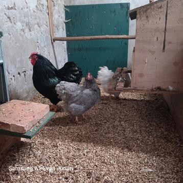 Wyandotte toompje beschikbaar voor biedingen