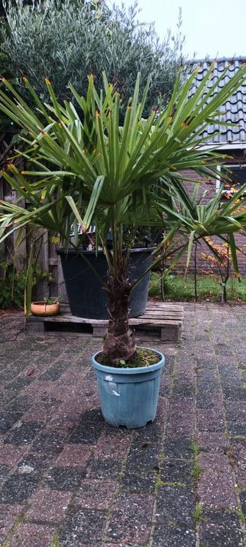 Trachycarpus Fortunei Palm - Winterhard beschikbaar voor biedingen