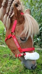 Monty Roberts dually halster, Rood maat pony, Dieren en Toebehoren, Ophalen of Verzenden, Gebruikt, Recreatie