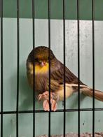 Gloster consort, Mannelijk, Postuurkanarie