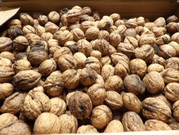 te koop 5 kilo WALNOTEN van dit jaar 2025 beschikbaar voor biedingen