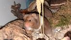 Lieve hamster, Dieren en Toebehoren, Knaagdieren, Hamster, Mannelijk, Tam, September