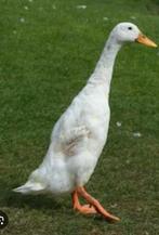 GEZOCHT fleseend vrouw, Dieren en Toebehoren, Pluimvee, Vrouwelijk, Eend
