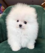 Pommerenian met stamboom, 8 tot 15 weken, Buitenland, Parvo, Eén hond