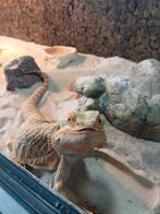 Baardagame inclusief toebehoren, Dieren en Toebehoren, Hagedis, Met terrarium, 3 tot 6 jaar