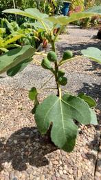Vijgenboompje Ficus Carica., Bloeit niet, Overige soorten, Minder dan 100 cm, Ophalen