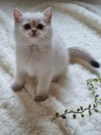 Brits/Britse korthaar kittens jongen en meisje met stamboom, Dieren en Toebehoren, Katten en Kittens | Raskatten | Korthaar, Meerdere dieren