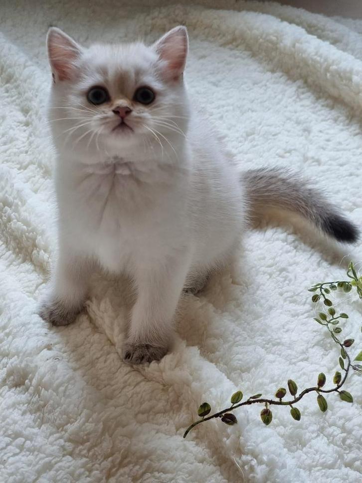 Brits/Britse korthaar kittens jongen en meisje met stamboom, Dieren en Toebehoren, Katten en Kittens | Raskatten | Korthaar, Meerdere dieren