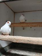 Bonte diamantduiven, Dieren en Toebehoren, Vogels | Duiven, Meerdere dieren