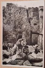 Rhenen Ouwehand dierenpark, Verzamelen, Ansichtkaarten | Nederland, Ophalen of Verzenden, 1940 tot 1960, Gelopen, Utrecht