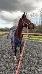 Met spoed verzorger gezocht, Ophalen of Verzenden, Nieuw