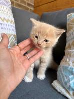 Britse korthaar x Scottish fold KITTENS, Meerdere dieren, Met stamboom