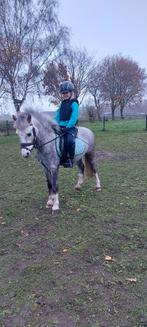 Leuke B pony met goed karakter!, Dieren en Toebehoren, Gechipt, Ruin, Springpony, Zadelmak