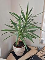 Yucca gigantea elephantipes olifantspoot kamerplant, Ophalen, 100 tot 150 cm, Palm, Volle zon