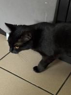 Zwarte poes 1 jaar oud, Dieren en Toebehoren, Katten en Kittens | Overige Katten, Poes