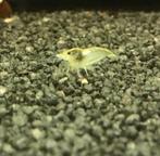 Witte garnalen, Dieren en Toebehoren, Kreeft, Krab of Garnaal