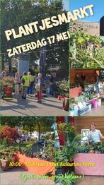 Plantenmarkt Borne, Ophalen, Zomer, Overige soorten, Volle zon