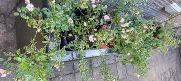 Grote bloembak c q keukenkruidenbak beschikbaar voor biedingen