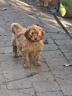 Prachtige labradoodle pups, Dieren en Toebehoren, Overige rassen, CDV (hondenziekte), 8 tot 15 weken, Meerdere