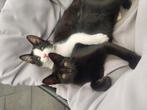 Kitten 3.5 maand/15weken oud poesje, Dieren en Toebehoren, Kater, 0 tot 2 jaar