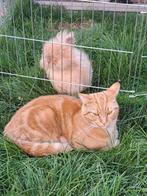 Konijn, Dieren en Toebehoren, Vrouwelijk