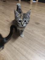 Halve mainecoon kittens, Dieren en Toebehoren, Meerdere dieren