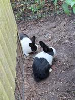 Mooi Hollanders, Dieren en Toebehoren, Konijnen, Mannelijk, Groot