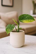 Monstera Thai Tricolor, zeldzame en exclusieve plant, Ophalen of Verzenden, Halfschaduw, Minder dan 100 cm