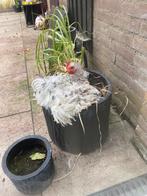 Cochin krul haantje, Dieren en Toebehoren, Pluimvee, Mannelijk, Kip