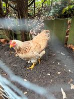 Wyandotte Kriel Kip, Dieren en Toebehoren, Pluimvee, Vrouwelijk, Kip