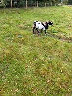Terdekking maanvlek dwergbok, Dieren en Toebehoren, Schapen, Geiten en Varkens, Mannelijk, Geit