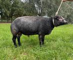 Stamboek Blauwe Texelaar dekram, Dieren en Toebehoren, Schapen, Geiten en Varkens, Mannelijk, Schaap