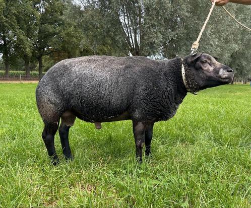 Stamboek Blauwe Texelaar dekram, Dieren en Toebehoren, Schapen, Geiten en Varkens, Schaap, Mannelijk