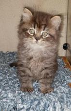Brits langhaar en korthaar kittens, Dieren en Toebehoren, Katten en Kittens | Raskatten | Korthaar, Meerdere dieren, Gechipt