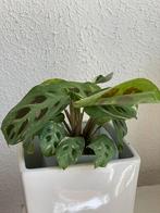 Maranta variegated gebedsplant, Huis en Inrichting, Kamerplanten, Minder dan 100 cm, Ophalen of Verzenden, Halfschaduw, Groene kamerplant