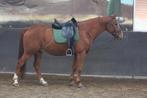 Nuchtere en speelse 6 jarige ruin, Dieren en Toebehoren, Paarden, Ruin, Zadelmak, 3 tot 6 jaar, Gechipt