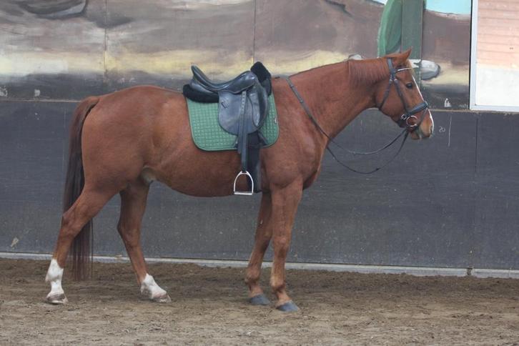 Nuchtere en speelse 6 jarige ruin, Dieren en Toebehoren, Paarden, Ruin, Zadelmak, 160 tot 165 cm, 3 tot 6 jaar, Recreatiepaard
